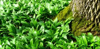 czosnek niedźwiedzi