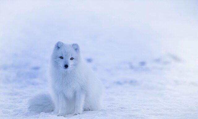 Co oznacza lisi ogon?