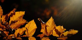 Co zamiast grabi? Co zamiast grabi?