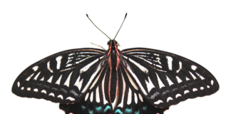 Ile kosztuje usunięcie AdBlue?