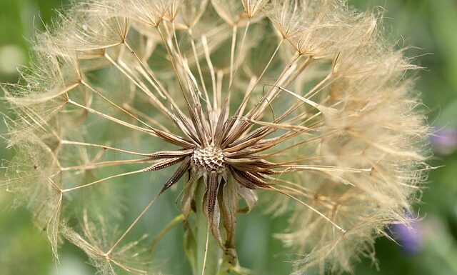 Co robić z liśćmi w ogrodzie?