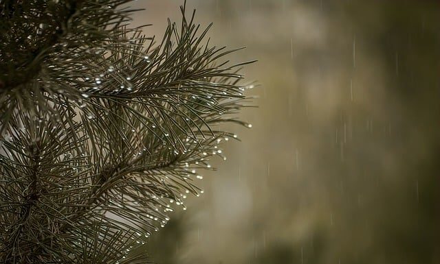 Czy usuwać igliwie spod TUI?