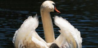 Od jakiego wieku dziecko może jeździć w foteliku z pasami?