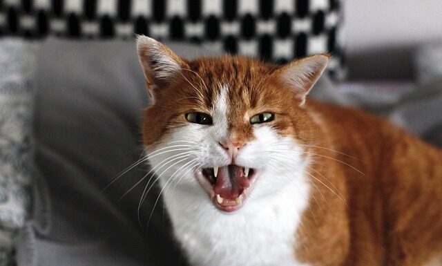 Dlaczego syczy w grzejnikach?