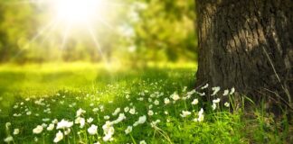 Jakie kwiaty wytrzymają bez wody?